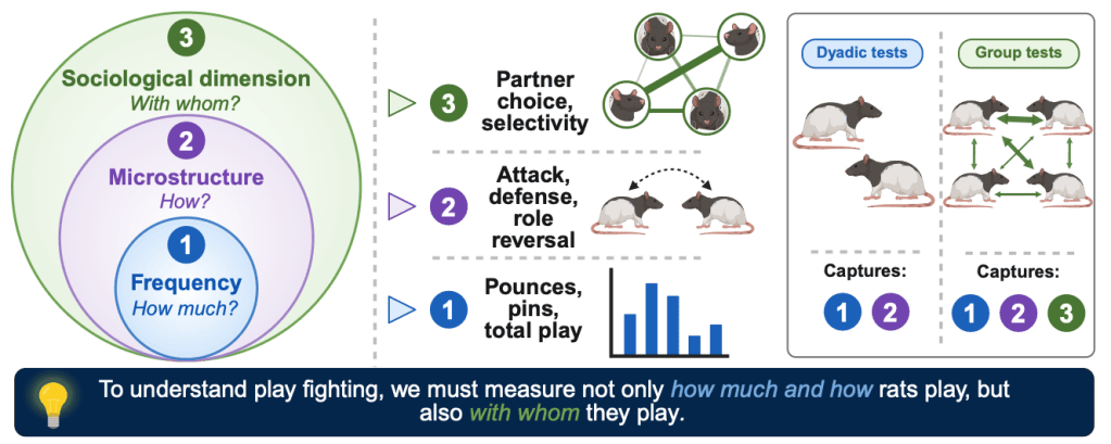 Graphical abstract showing three levels for analysing rat play fighting: frequency, interaction microstructure, and partner choice.