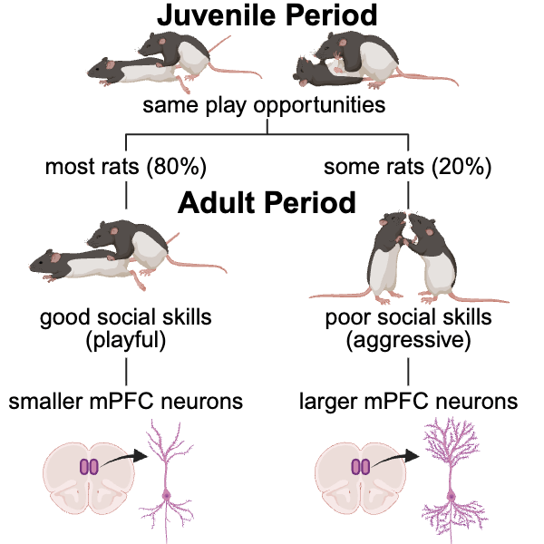 Graphical abstract showing that most group-reared rats develop good adult social skills and smaller medial prefrontal cortex neurons, while a minority develop aggression and larger neurons.