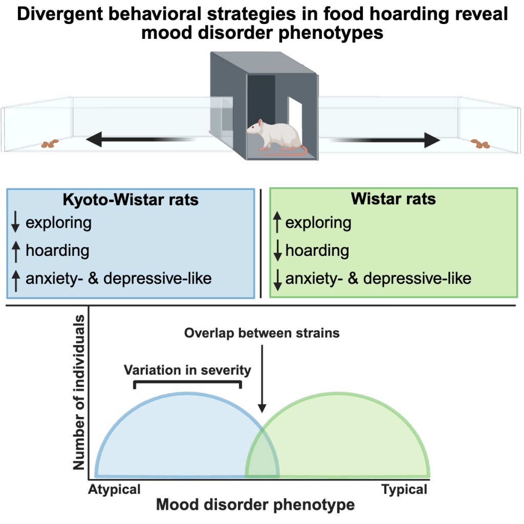 Graphical abstract comparing food-hoarding strategies and mood-disorder-related phenotypes in Wistar-Kyoto and Wistar rats.